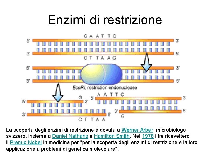 Enzimi di restrizione La scoperta degli enzimi di restrizione è dovuta a Werner Arber,