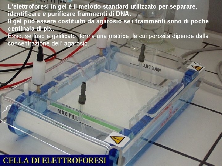 L’elettroforesi in gel è il metodo standard utilizzato per separare, identificare e purificare frammenti