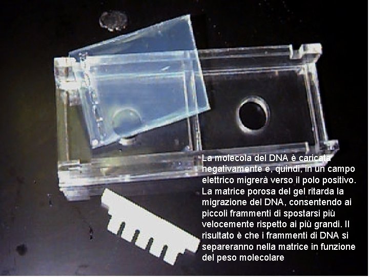 La molecola del DNA è caricata negativamente e, quindi, in un campo elettrico migrerà