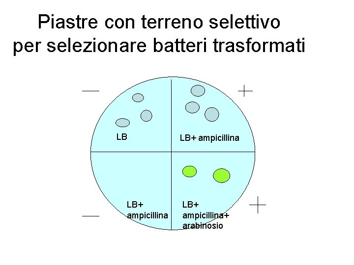 Piastre con terreno selettivo per selezionare batteri trasformati LB LB+ ampicillina+ arabinosio 