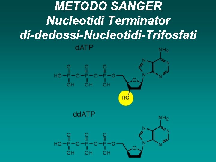 METODO SANGER Nucleotidi Terminator di-dedossi-Nucleotidi-Trifosfati 