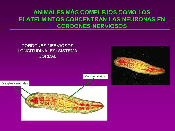 ANIMALES MÁS COMPLEJOS COMO LOS PLATELMINTOS CONCENTRAN LAS NEURONAS EN CORDONES NERVIOSOS LONGITUDINALES: SISTEMA