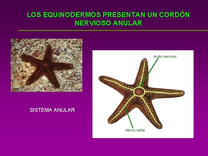 LOS EQUINODERMOS PRESENTAN UN CORDÓN NERVIOSO ANULAR Anillo nervioso SISTEMA ANULAR Nervio radial 