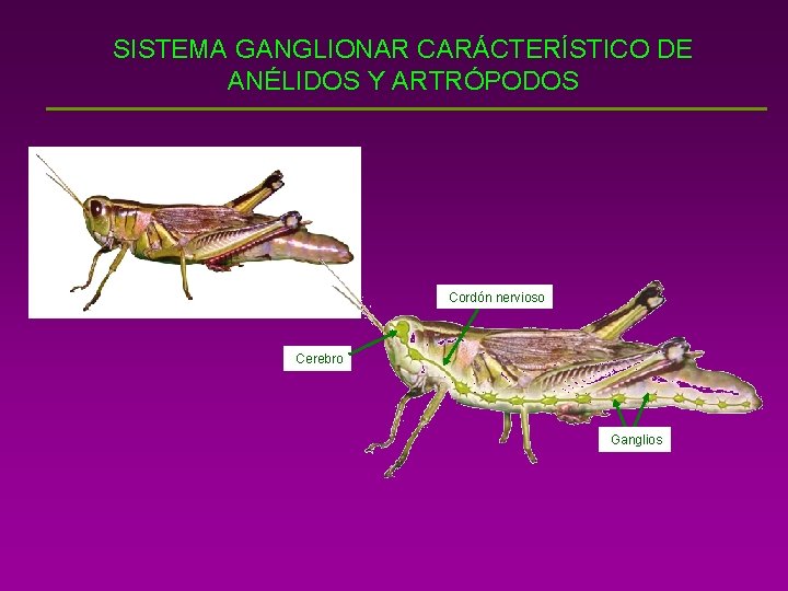 SISTEMA GANGLIONAR CARÁCTERÍSTICO DE ANÉLIDOS Y ARTRÓPODOS Cordón nervioso Cerebro Ganglios 
