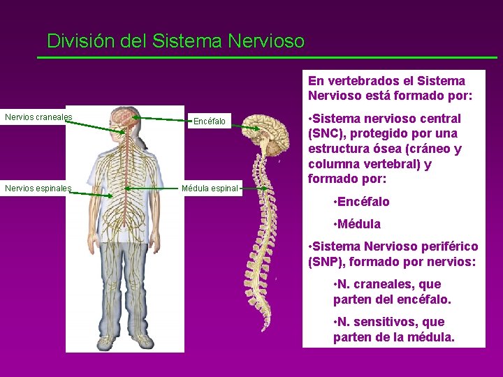 División del Sistema Nervioso En vertebrados el Sistema Nervioso está formado por: Nervios craneales