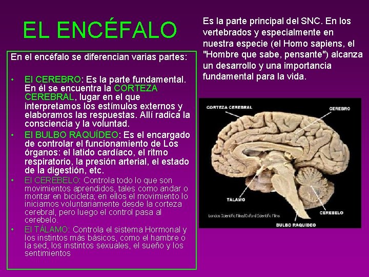 EL ENCÉFALO En el encéfalo se diferencian varias partes: • • El CEREBRO: Es