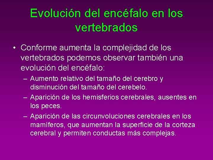 Evolución del encéfalo en los vertebrados • Conforme aumenta la complejidad de los vertebrados