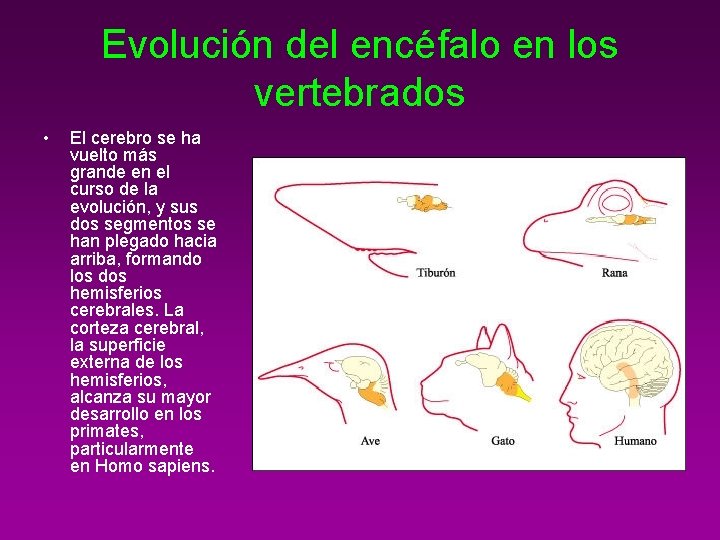 Evolución del encéfalo en los vertebrados • El cerebro se ha vuelto más grande