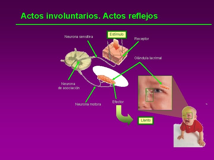 Actos involuntarios. Actos reflejos Neurona sensitiva Estímulo Receptor Glándula lacrimal Neurona de asociación Neurona
