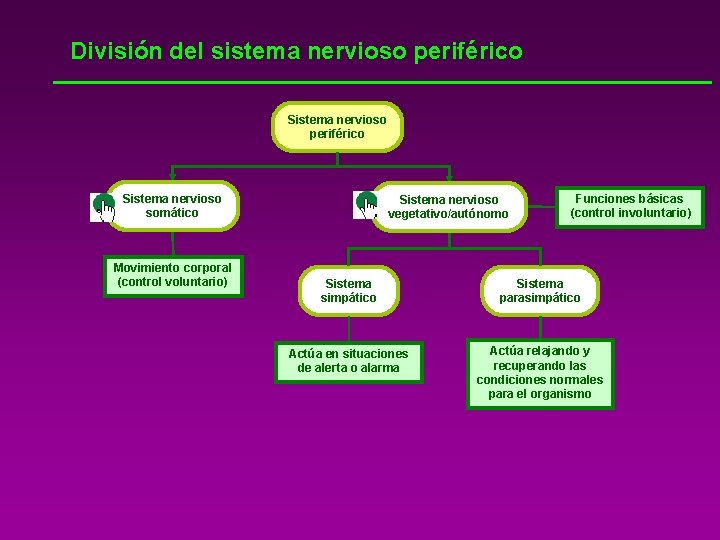 División del sistema nervioso periférico Sistema nervioso somático Movimiento corporal (control voluntario) Sistema nervioso