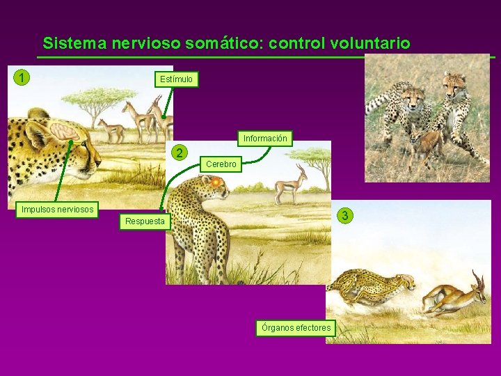 Sistema nervioso somático: control voluntario 1 Estímulo Información 2 Cerebro Impulsos nerviosos 3 Respuesta