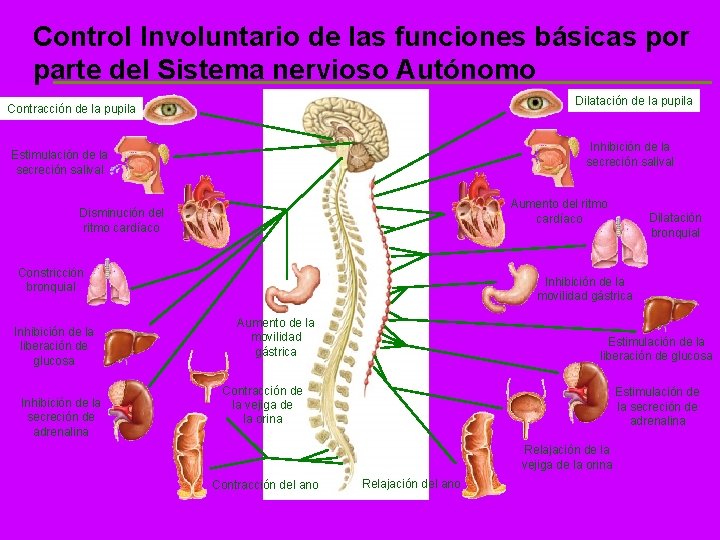 Control Involuntario de las funciones básicas por parte del Sistema nervioso Autónomo Dilatación de