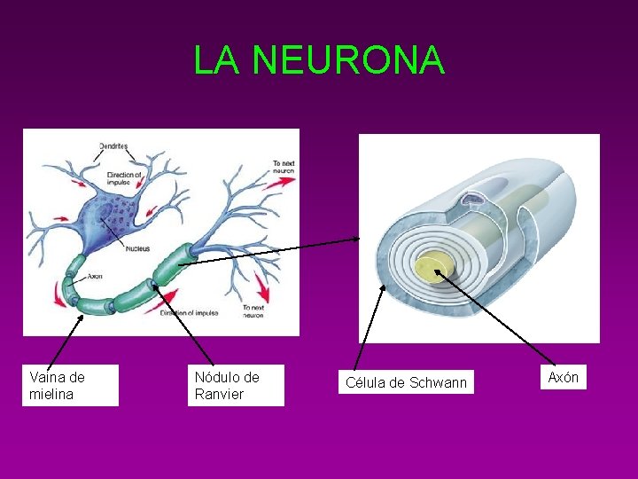 LA NEURONA Vaina de mielina Nódulo de Ranvier Célula de Schwann Axón 