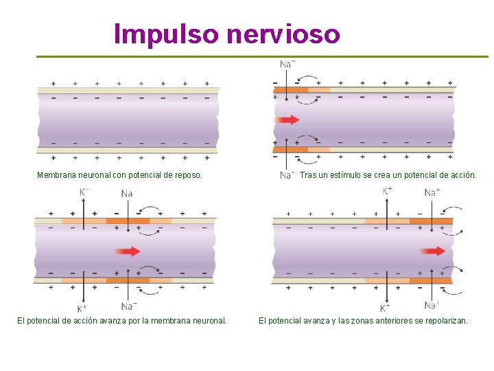 Impulso nervioso Membrana neuronal con potencial de reposo. El potencial de acción avanza por