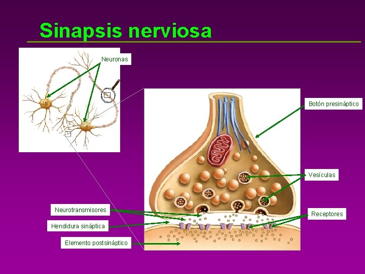 Sinapsis nerviosa Neuronas Botón presináptico Vesículas Neurotransmisores Hendidura sináptica Elemento postsináptico Receptores 