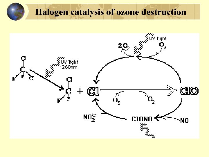 Halogen catalysis of ozone destruction 