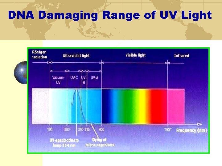DNA Damaging Range of UV Light 