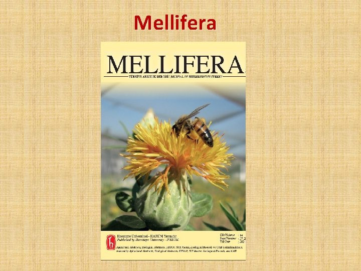 Mellifera 