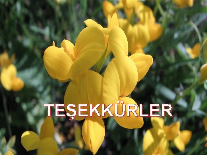 TEŞEKKÜRLER 