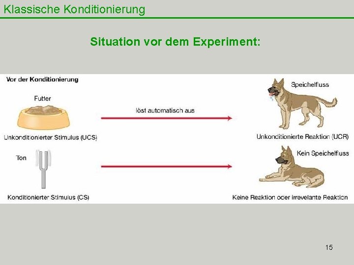 Klassische Konditionierung Situation vor dem Experiment: 15 Klassische Konditionierung Situation vor dem Experiment: 15