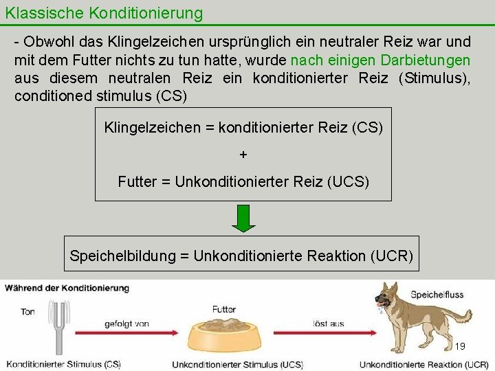 Klassische Konditionierung - Obwohl das Klingelzeichen ursprünglich ein neutraler Reiz war und mit dem Klassische Konditionierung - Obwohl das Klingelzeichen ursprünglich ein neutraler Reiz war und mit dem