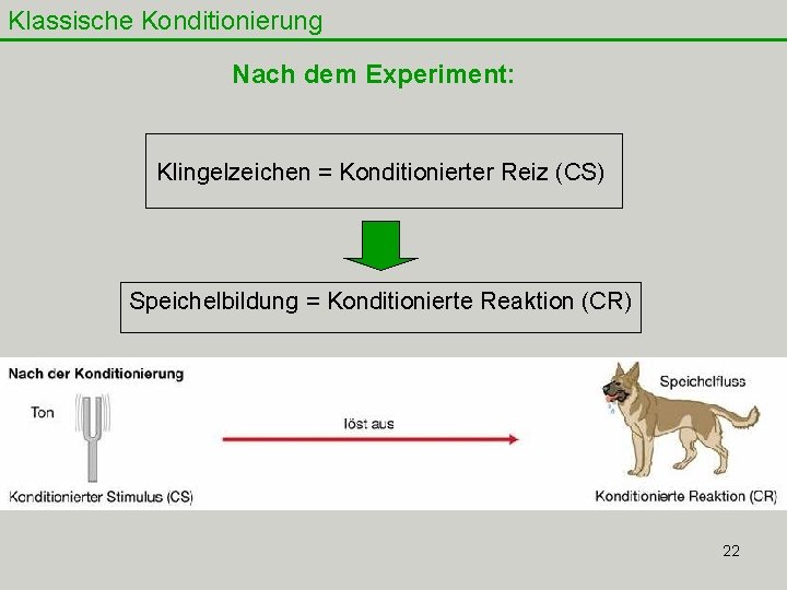 Klassische Konditionierung Nach dem Experiment: Klingelzeichen = Konditionierter Reiz (CS) Speichelbildung = Konditionierte Reaktion