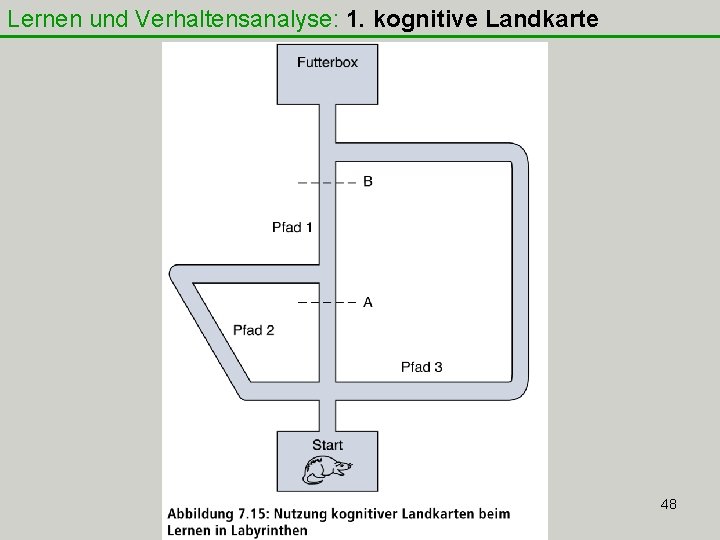 Lernen und Verhaltensanalyse: 1. kognitive Landkarte 48 