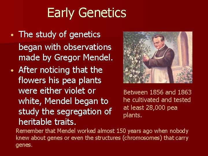 Early Genetics The study of genetics began with observations made by Gregor Mendel. •