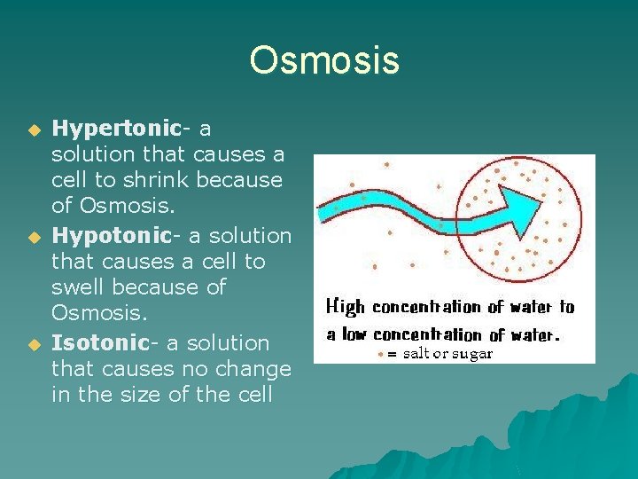 Osmosis u u u Hypertonic- a solution that causes a cell to shrink because