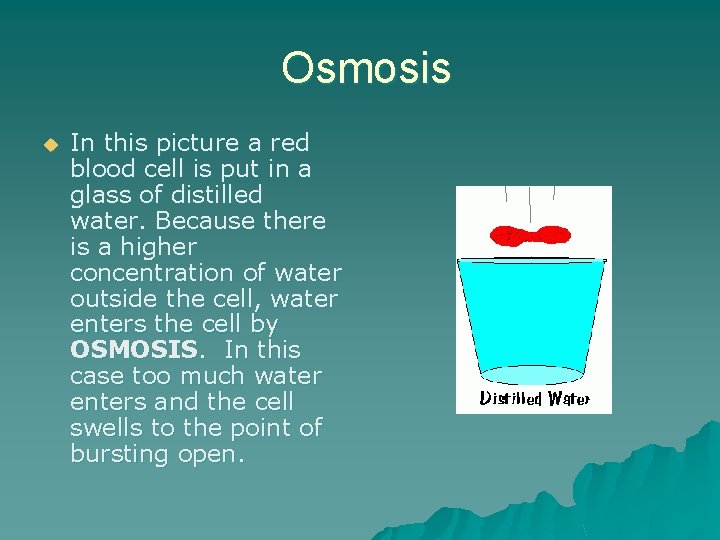 Osmosis u In this picture a red blood cell is put in a glass