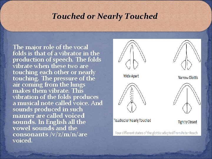 Touched or Nearly Touched The major role of the vocal folds is that of Touched or Nearly Touched The major role of the vocal folds is that of