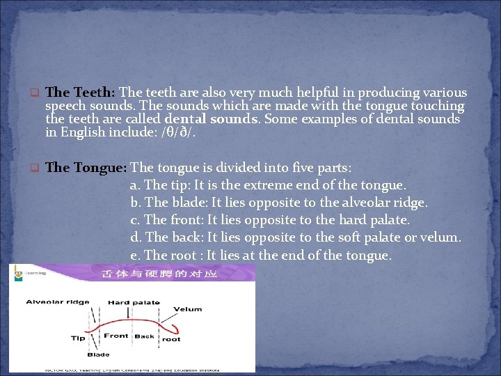 q The Teeth: The teeth are also very much helpful in producing various speech q The Teeth: The teeth are also very much helpful in producing various speech