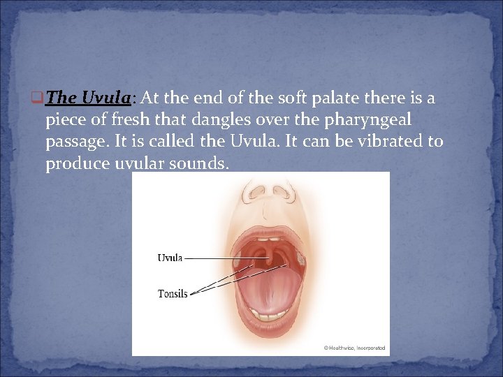 q The Uvula: At the end of the soft palate there is a piece q The Uvula: At the end of the soft palate there is a piece
