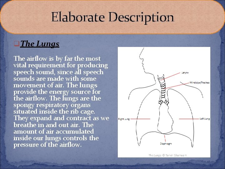Elaborate Description q The Lungs The airflow is by far the most vital requirement Elaborate Description q The Lungs The airflow is by far the most vital requirement