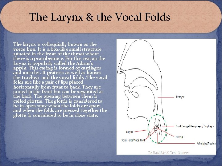 The Larynx & the Vocal Folds The larynx is colloquially known as the voice The Larynx & the Vocal Folds The larynx is colloquially known as the voice