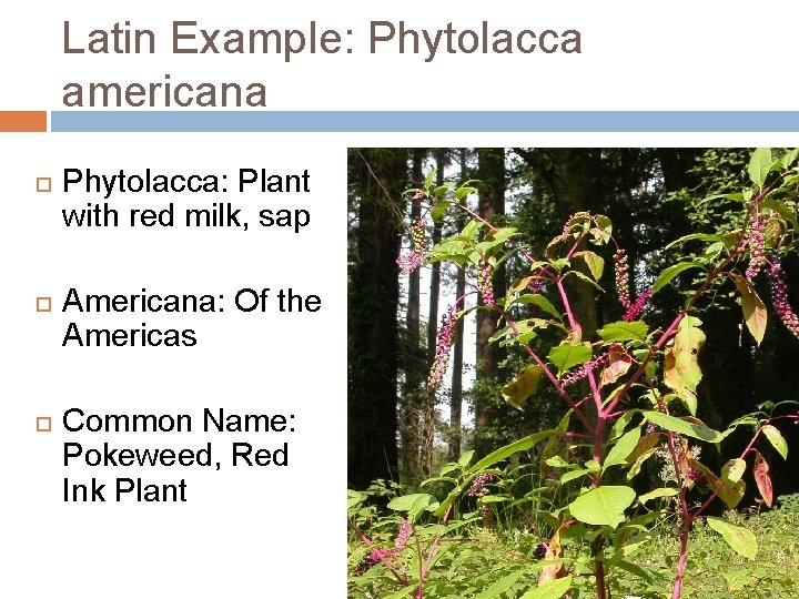 Latin Example: Phytolacca americana Phytolacca: Plant with red milk, sap Americana: Of the Americas