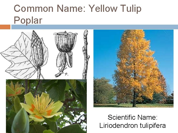 Common Name: Yellow Tulip Poplar Scientific Name: Liriodendron tulipifera 