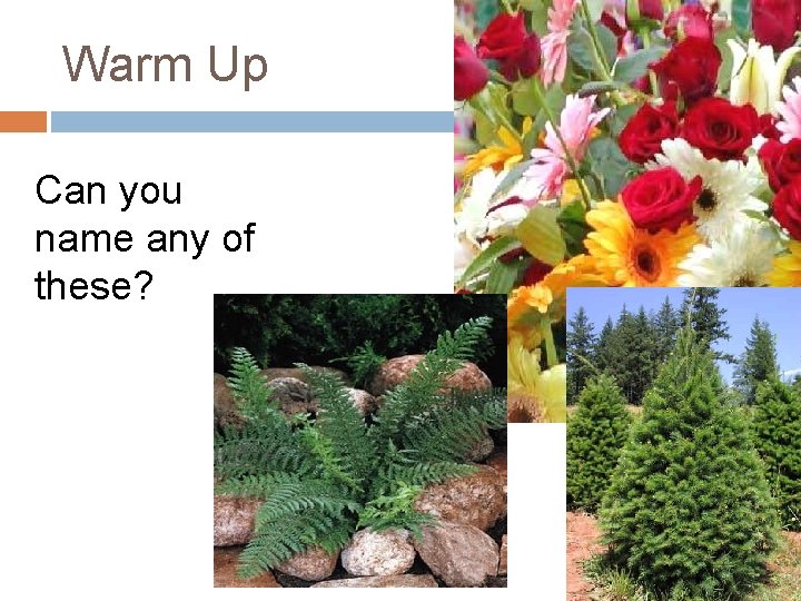 Warm Up Can you name any of these? 