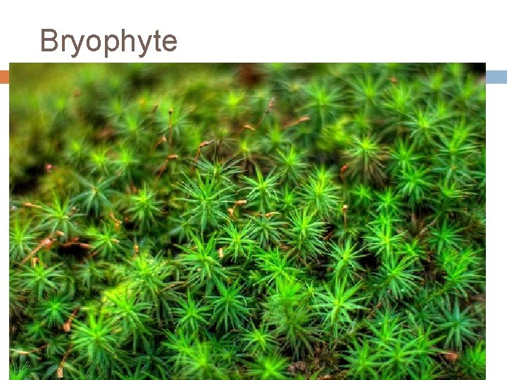 Bryophyte 