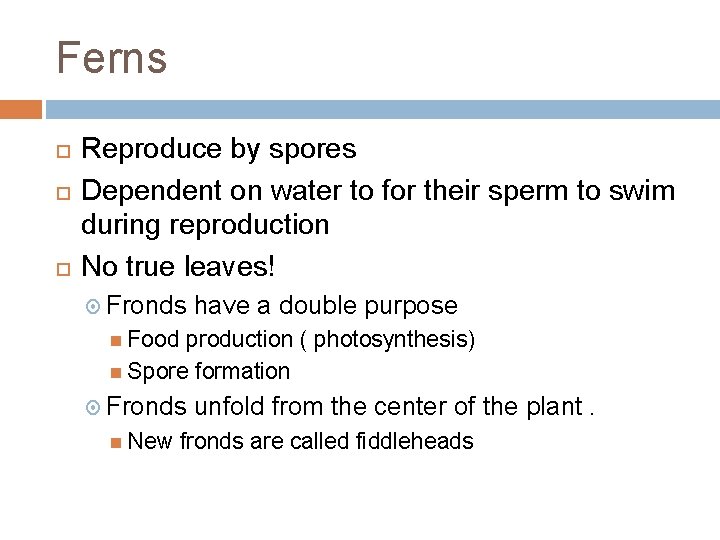 Ferns Reproduce by spores Dependent on water to for their sperm to swim during