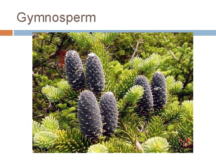 Gymnosperm 
