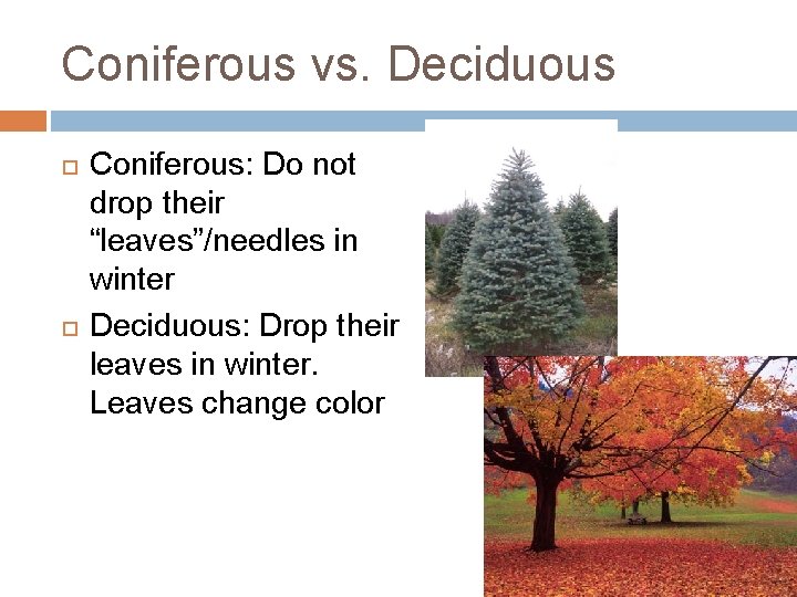 Coniferous vs. Deciduous Coniferous: Do not drop their “leaves”/needles in winter Deciduous: Drop their