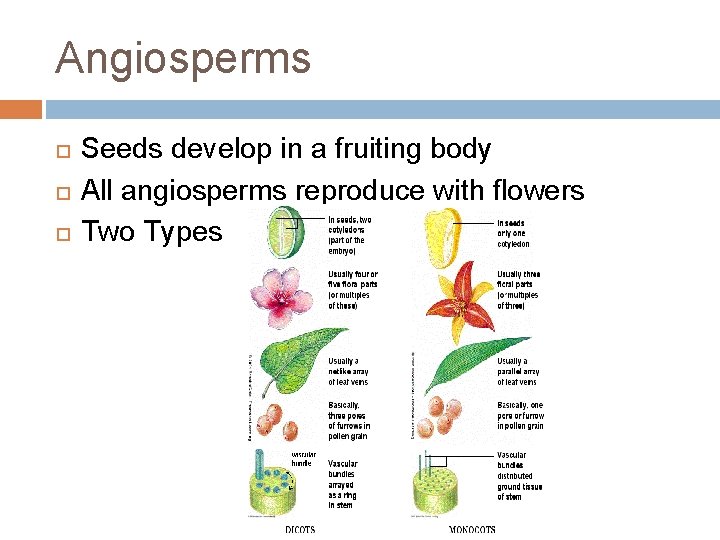 Angiosperms Seeds develop in a fruiting body All angiosperms reproduce with flowers Two Types