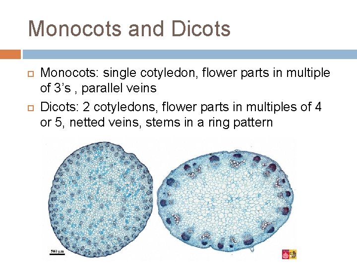 Monocots and Dicots Monocots: single cotyledon, flower parts in multiple of 3’s , parallel