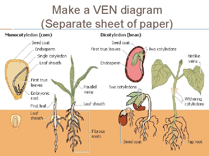 Make a VEN diagram (Separate sheet of paper) 