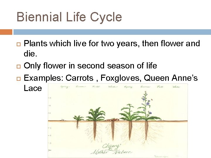 Biennial Life Cycle Plants which live for two years, then flower and die. Only