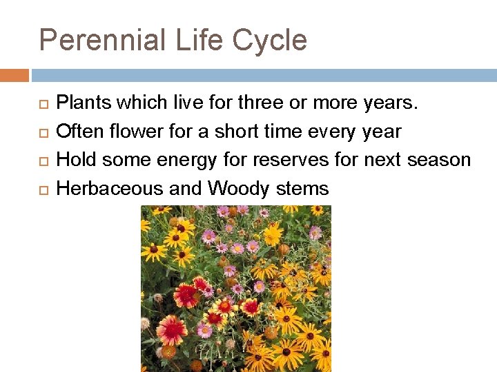 Perennial Life Cycle Plants which live for three or more years. Often flower for