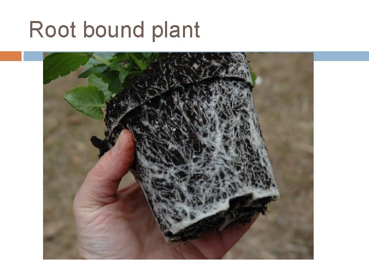 Root bound plant 