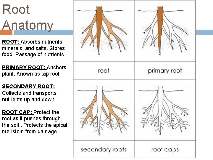 Root Anatomy ROOT: Absorbs nutrients, minerals, and salts. Stores food. Passage of nutrients PRIMARY