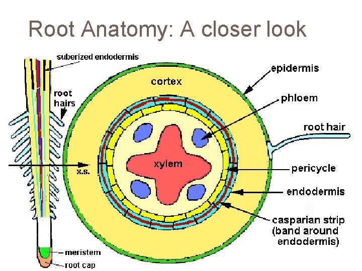 Root Anatomy: A closer look 